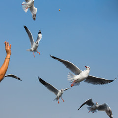 flying seagulls in action at Bangpoo Thailand