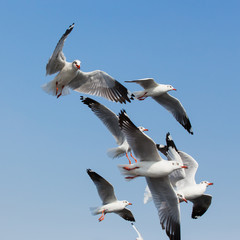 flying seagulls in action at Bangpoo Thailand