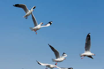 flying seagulls in action at Bangpoo Thailand