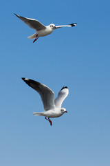 flying seagulls in action at Bangpoo Thailand