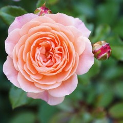 Pink apricot colored rose in bloom
