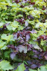 Purple and green shiso herb growing in the garden