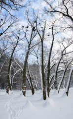 Fototapeta na wymiar Beautiful winter landscape in forest with trees and snow. Panorama.