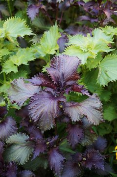 Purple and green shiso herb growing in the garden