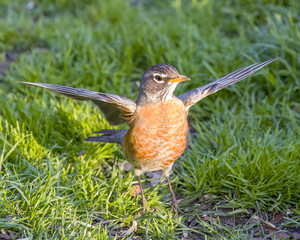 Robin Red Breast in Green Grass with wings full outstretched 