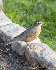 Robin Red Breast perched on Belgian Block Green Background