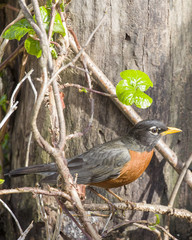 Robin Red Breast Perched on vine, wood and Green Background