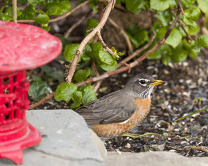 Robin Red Breast Perched by Red Japanese Lantern, Green Background