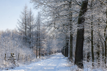 Forest in winter