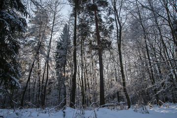 Fototapeta premium Forest in winter