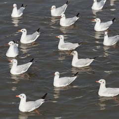 Seagull is a bird migration to Thailand