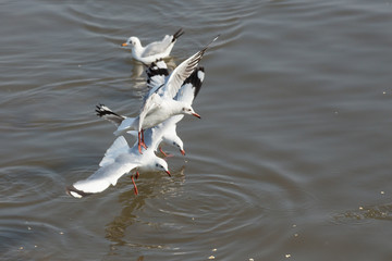 Seagull is a bird migration to Thailand