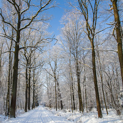 Forest in winter