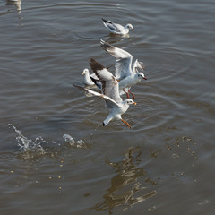 Seagull is a bird migration to Thailand