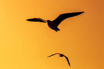 Tranquil scene with seagull flying at sunset
