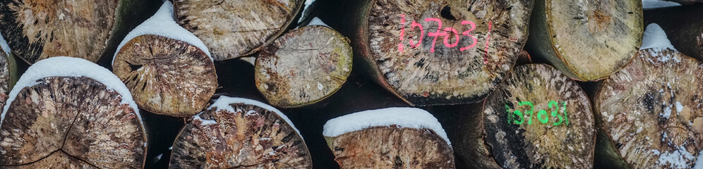 Wood logs in a stack