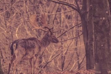 Deer in a forest at autumn