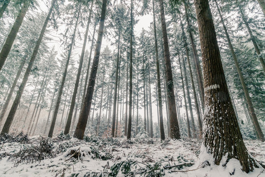 Fototapeta Pine tree forest in Scandinavia