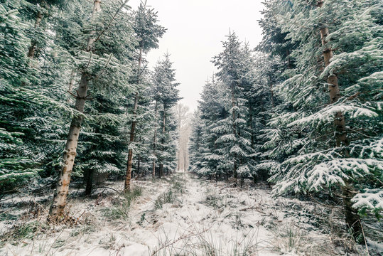 Fototapeta Forest with pine trees in the winter