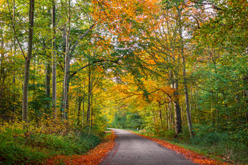 Road in a forest at autumn