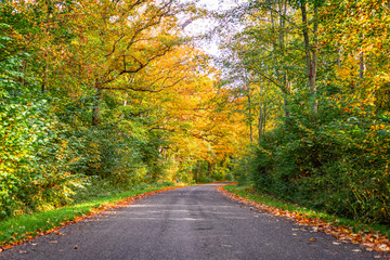 Forest road surrounded by colorful trees