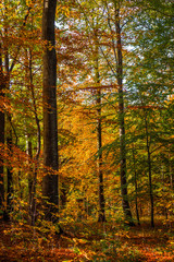 Forest with tall trees in the fall