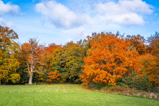 Trees with colorful red leaves