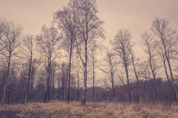 Obraz na płótnie Canvas Forest with birch trees at dawn