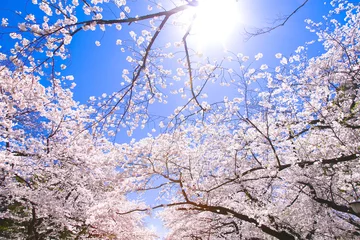 Crédence de cuisine en verre imprimé Fleur de cerisier Sakura, fleurs de cerisier du parc d& 39 Ueno au parc d& 39 Ueno