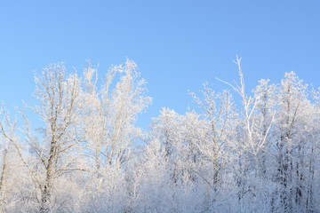 Tree branches under hoarfrost