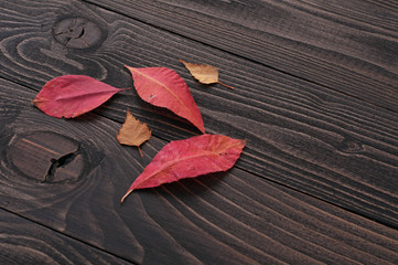 red and yellow autumn leaf on a dark wooden background