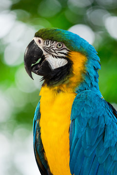 Blue-and-yellow macaw[Ara ararauna] sitting on log