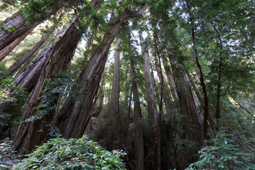 Mammutbäume aus Kalifornien, Muir Woods