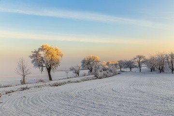 white icy trees in snow covered landscape