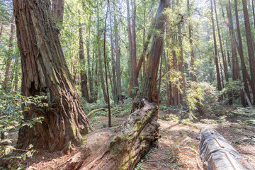 Mammutbäume aus Kalifornien, Muir Woods