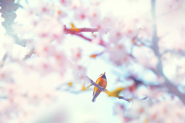 桜とヤマガラ
