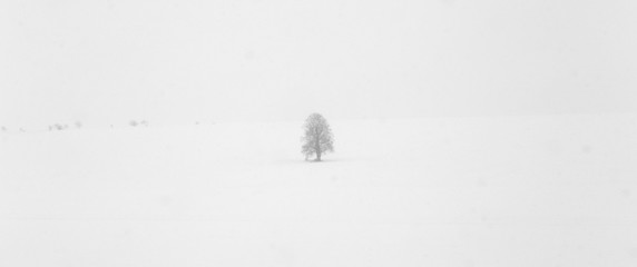 white icy trees in snow covered landscape