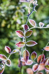 rose flower plant in winter with ice