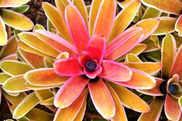 Red, pink and yellow Bromeliad plant rosette of leaves