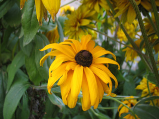 yellow blossoming of flower