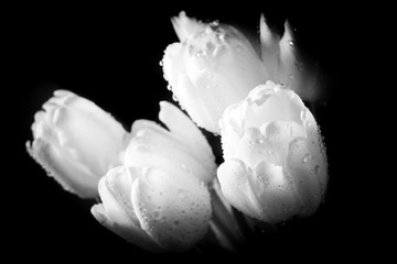 Obrazy na Szkle  Świeży biały tulipan z wodą spada zbliżenie na czarnym tle.