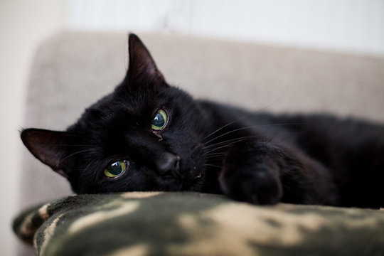 schwarze Katze auf dem Sofa, Portrait