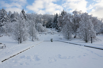 Fototapeta na wymiar winter in sweden with snow on the tree