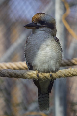 Pájaro sobre cuerda