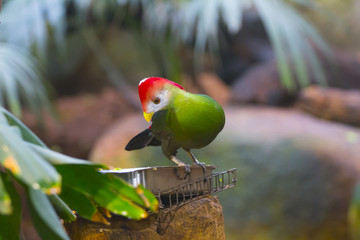 Pájaro tropical en reserva