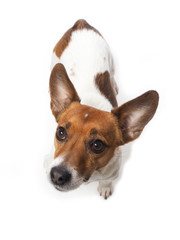 Cute Jack Russell Terrier