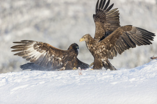 Golden eagle and White-tailed eagle fighting.