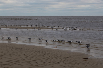 Flock of seagulls huddled against the cold incoming storm on the Mississippi Gulf Coast