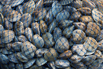 Fototapeta na wymiar fresh clams for sale in the Rialto market, Venice, Italy