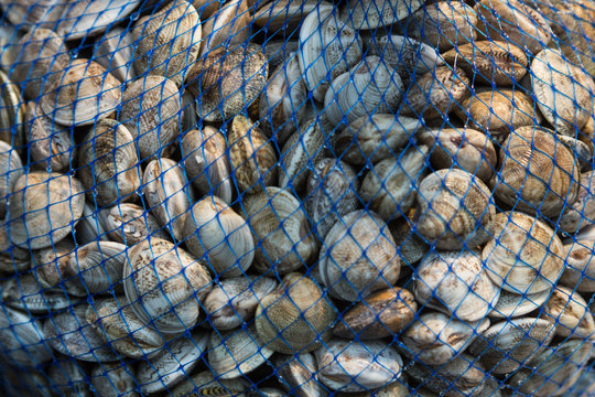 fresh clams for sale in the Rialto market, Venice, Italy